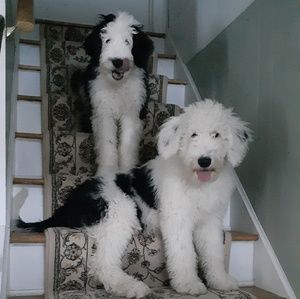 Meet your Posher, Chrissy